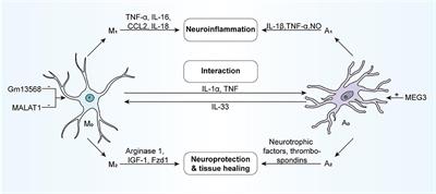 Non-coding RNAs: The Neuroinflammatory Regulators in Neurodegenerative Diseases